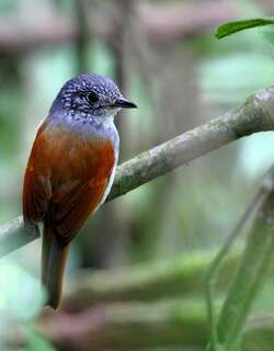 棕背蚁鵙 / Rufous-backed Antvireo / Dysithamnus xanthopterus
