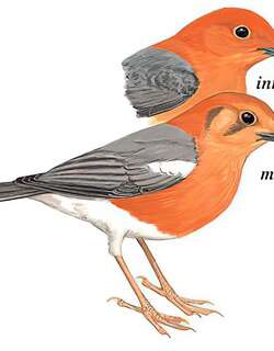 橙头地鸫 / Orange-headed Thrush / Geokichla citrina