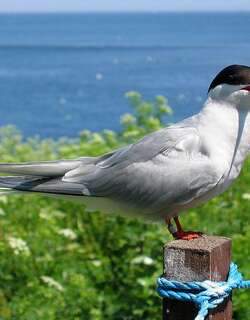 北极燕鸥 / Arctic Tern / Sterna paradisaea