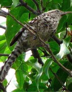 纹背曲嘴鹪鹩 / Stripe-backed Wren / Campylorhynchus nuchalis