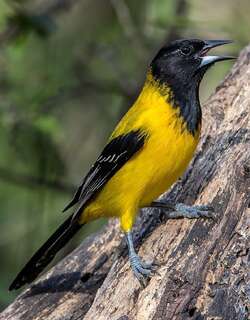 黑头拟鹂 / Audubon’s Oriole / Icterus graduacauda