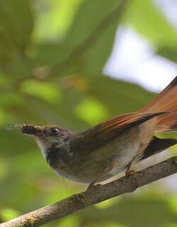 苏拉扇尾鹟 / Sulawesi Fantail / Rhipidura teysmanni