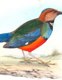 苏拉威西八色鸫 / Sulawesi Pitta / Erythropitta celebensis