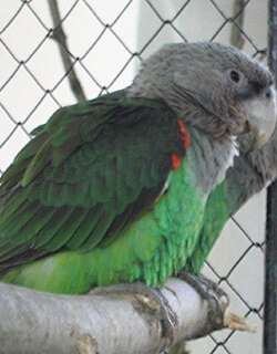 瑞氏灰头鹦鹉 / Brown-necked Parrot / Poicephalus fuscicollis