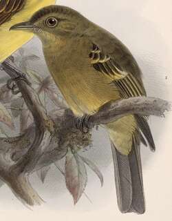 赭色绿霸鹟 / Ochraceous Pewee / Contopus ochraceus