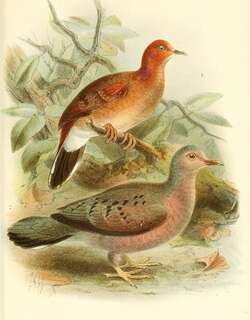 蓝眼地鸠 / Blue-eyed Ground Dove / Columbina cyanopis