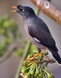 丛林八哥 / Jungle Myna / Acridotheres fuscus