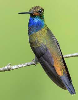 白尾蓝胸蜂鸟 / Rufous-gaped Hillstar / Urochroa bougueri