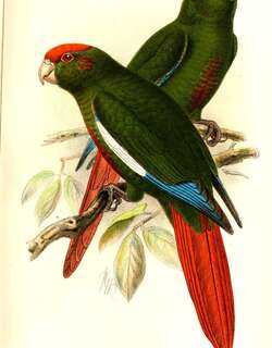 赤头鹦哥 / Rose-crowned Parakeet / Pyrrhura rhodocephala