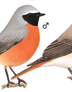 欧亚红尾鸲 / Common Redstart / Phoenicurus phoenicurus