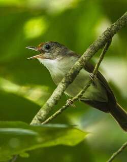 小红头树鹛 / Scaly-crowned Babbler / Malacopteron cinereum