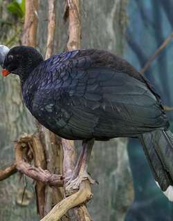 盔凤冠雉 / Helmeted Curassow / Pauxi pauxi