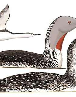 红喉潜鸟 / Red-throated Loon / Gavia stellata