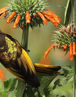 金翅花蜜鸟 / Golden-winged Sunbird / Drepanorhynchus reichenowi