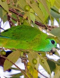 菲律宾鹦鹉 / Guaiabero / Bolbopsittacus lunulatus