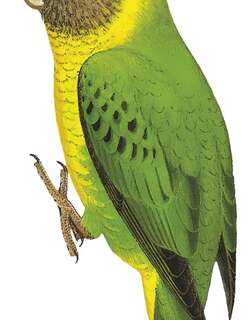米氏侏鹦鹉 / Meek’s Pygmy Parrot / Micropsitta meeki