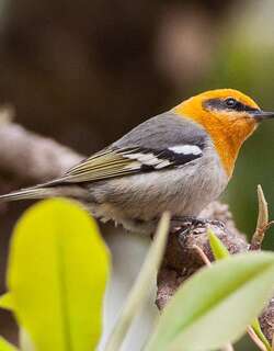 橄榄绿森莺 / Olive Warbler / Peucedramus taeniatus