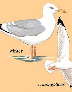 黄脚银鸥 / Caspian Gull / Larus cachinnans