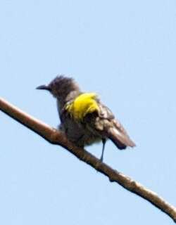 黄腰红眉唐纳雀 / Sulphur-rumped Tanager / Heterospingus rubrifrons