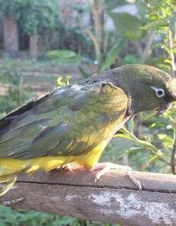 穴鹦哥 / Burrowing Parrot / Cyanoliseus patagonus