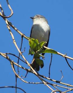 灰色伊拉鹟 / Grey Elaenia / Myiopagis caniceps