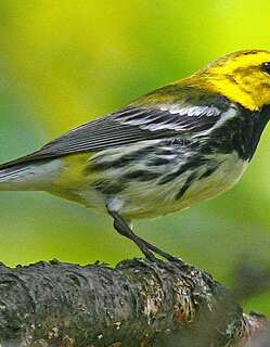 黑喉绿林莺 / Black-throated Green Warbler / Setophaga virens