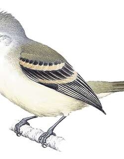 南无须小霸鹟 / Southern Beardless Tyrannulet / Camptostoma obsoletum