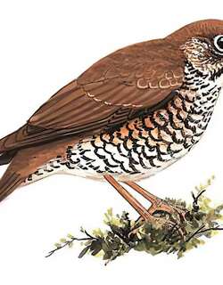 光背地鸫 / Alpine Thrush / Zoothera mollissima