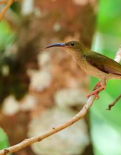 灰胸捕蛛鸟 / Grey-breasted Spiderhunter / Arachnothera modesta