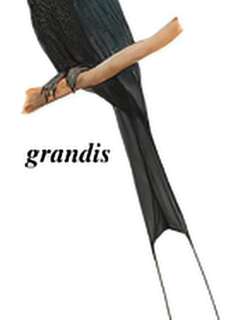 大盘尾 / Greater Racket-tailed Drongo / Dicrurus paradiseus