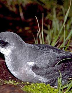 鳞斑圆尾鹱 / Mottled Petrel / Pterodroma inexpectata