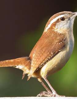 卡罗苇鹪鹩 / Carolina Wren / Thryothorus ludovicianus