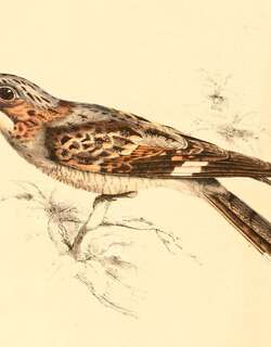 棕颊夜鹰 / Rufous-cheeked Nightjar / Caprimulgus rufigena