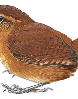 淡红鹪鹩 / Tepui Wren / Troglodytes rufulus