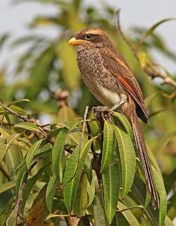 黄嘴鹊鵙 / Yellow-billed Shrike / Corvinella corvina