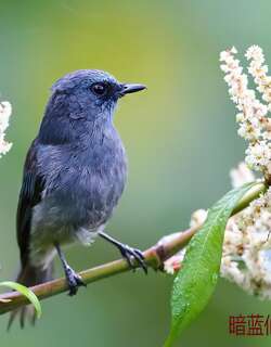 暗蓝仙鹟 / Dull-blue Flycatcher / Eumyias sordidus