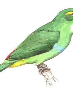 黄额巨嘴鸟 / Yellow-browed Toucanet / Aulacorhynchus huallagae