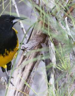 巴哈马拟鹂 / Bahama Oriole / Icterus northropi