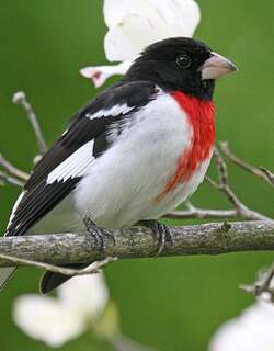 玫胸白斑翅雀 / Rose-breasted Grosbeak / Pheucticus ludovicianus