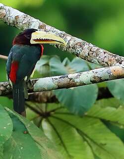 白嘴簇舌巨嘴鸟 / Ivory-billed Aracari / Pteroglossus azara