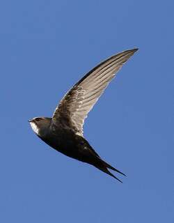 非洲白腰雨燕 / White-rumped Swift / Apus caffer