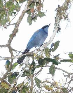 小蓝头鹊 / Dwarf Jay / Cyanolyca nanus