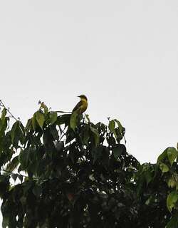 黄眉蚊霸鹟 / Lemon-browed Flycatcher / Conopias cinchoneti