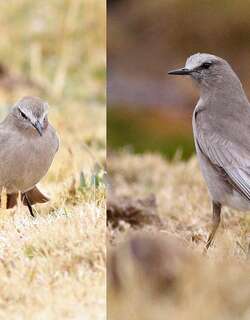 白额地霸鹟 / White-fronted Ground Tyrant / Muscisaxicola albifrons