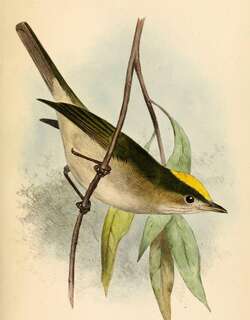 黄头绿娇鹟 / Yellow-headed Manakin / Chloropipo flavicapilla