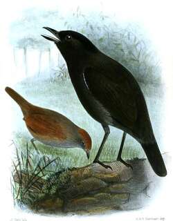 乌蚁鸟 / Sooty Antbird / Hafferia fortis