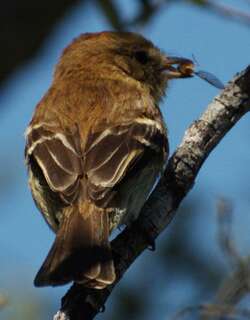 浅褐斑翅霸鹟 / Bran-colored Flycatcher / Myiophobus fasciatus