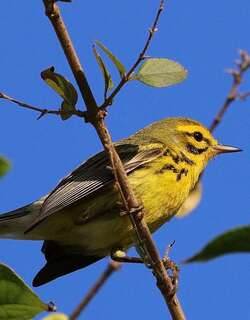 草原林莺 / Prairie Warbler / Setophaga discolor