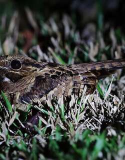 帕拉夜鹰 / Pauraque / Nyctidromus albicollis