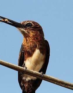 褐鹟䴕 / Brown Jacamar / Brachygalba lugubris